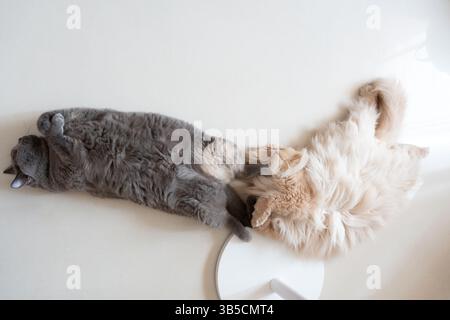 Two cats lying on their backs on a white surface Stock Photo