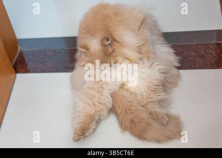 Fluffy ginger cat sleeping on floor Stock Photo