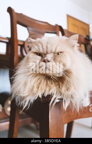Fluffy Persian Cat Sitting on Wooden Chair Stock Photo