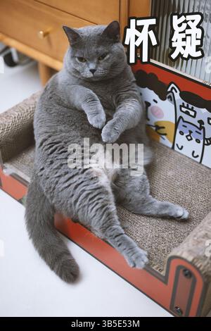Suspicious Gray Cat Lying on Cat Scratcher Stock Photo