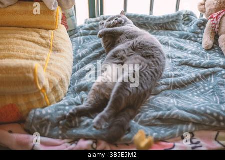 A yellow British longhair cat indoors standing on the balcony basking in the sun while enjoying the breeze Stock Photo