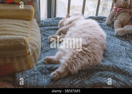 Fluffy white cat sleeping on a cozy bed near a window Stock Photo