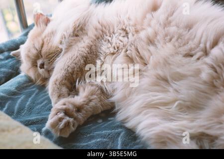 Yellow British long-haired cat sleeping on a table enjoying the sunshine Stock Photo