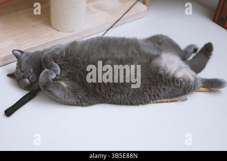 Gray cat sleeping on its back with paws up Stock Photo