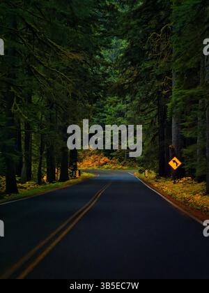 Empty road winding through a lush, dark forest. Atmospheric drive through nature's green tunnel. Stock Photo