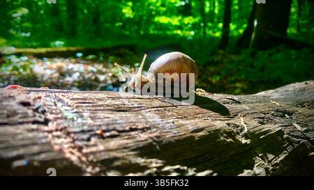 Snail on a log in the forest. Grape snail. Stock Photo
