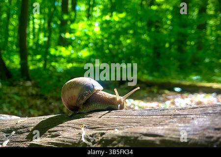 Snail on a log in the forest. Grape snail. Stock Photo