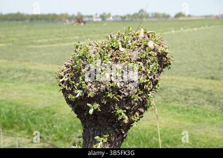 Close up pruned head of a pollard willow, with new shoots, leaves which start to grow in spring. Faded meadow in the background. Netherlands, April. Stock Photo