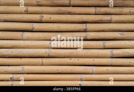 Yellow bamboo texture. Dried bamboo wall or fence background. Old brown tone bamboo fence texture for background. Stock Photo