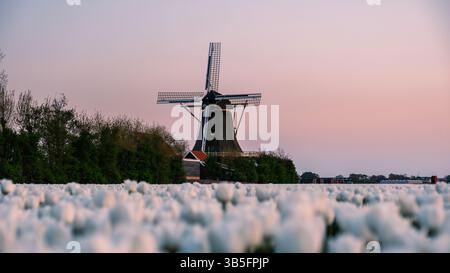 Breathtaking view of vast tulip fields in the Netherlands, showcasing colorful blooms under a stunning sunset. Stock Photo
