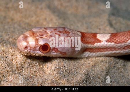 Western rat snake, black rat snake, pilot black snake, Pantherophis obsoletus spilloides albino, Colubridae Stock Photo