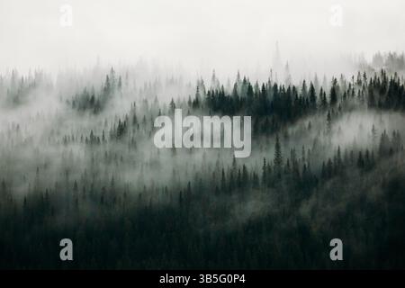 Spruce forest swallowed by fog in Åre Stock Photo