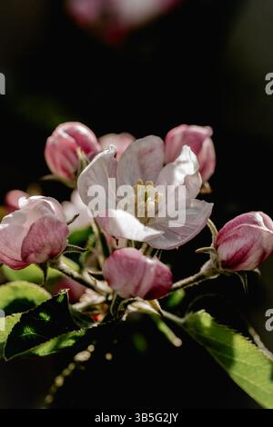 Blooming apple tree, spring time Stock Photo