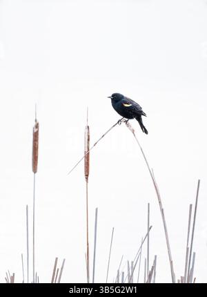 Close up of red-winged blackbird perched on cattail in marsh. Stock Photo