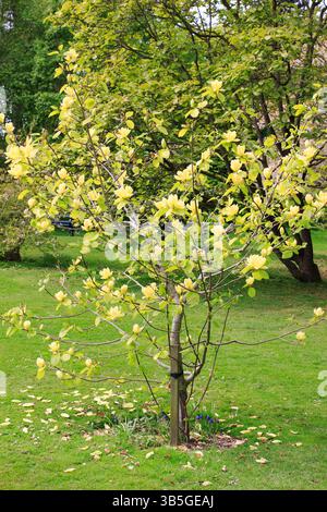 Magnolia Lois tree. Young Magnolia Lois ornamental tree displaying distinctive pale yellow cup shaped flowers in spring, UK. Stock Photo