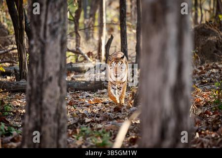 Bengal tiger (Panthera tigris tigris) walking in a forest between trees, Pench National Park, India, Asia Stock Photo