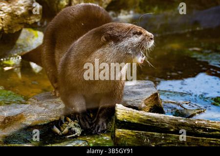Asian small or short clawed otter. Stock Photo