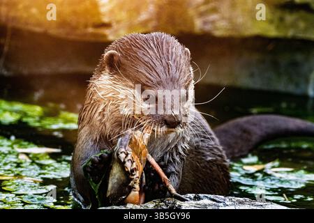 Asian small or short clawed otter. Stock Photo