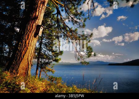 Ponderosa Pine tree with birdhouse on shore of Diamond Lake. Oregon. Stock Photo