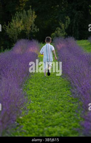 Boy running through a lavender field on a summer day. Stock Photo