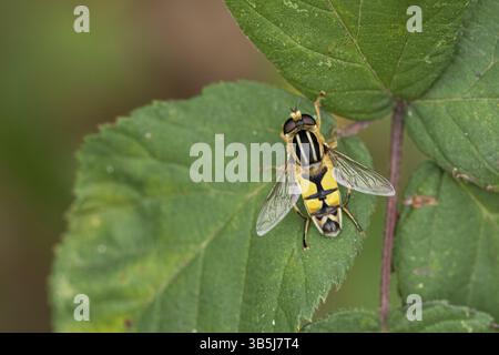 Large marsh hoverfly (Helophilus trivittatus) Stock Photo