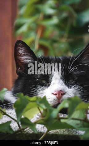 Close-up of a sleepy cat resting on a sunny balcony, with a pink nose and half-closed eyes. The feline is partially hidden among the green leaves. Stock Photo