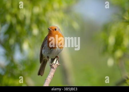 Close front view of a robin bird perched on the end of a vertical broken branch in lovely sunny conditions. Stock Photo