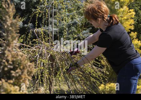 Thick weeping willow crown. Spring pruning of branches. Red-haired girl with pruning shears works on a weeping willow tree Stock Photo