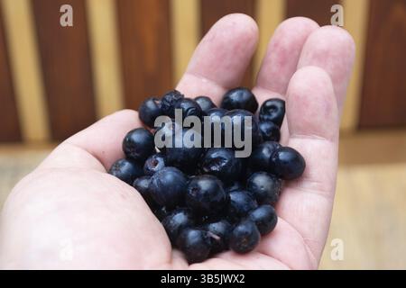 Handsl full with frozen aronia berries on wooden rustic table with glass of chokeberry juice Stock Photo