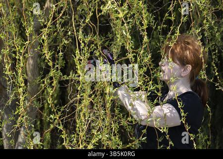Thick weeping willow crown. Spring pruning of branches. Red-haired girl with pruning shears works on a weeping willow tree Stock Photo