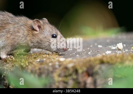 Side view of a wild, common brown rat (Rattus norvegicus) scavenging for food on a tree stump in UK woodland. Stock Photo