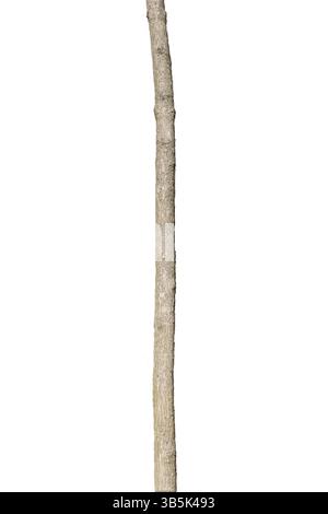 Tree Trunk Isolated On White Background Stock Photo
