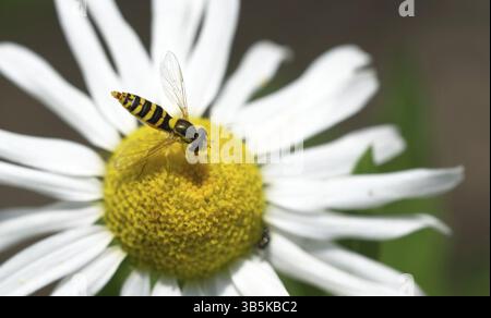 Common long-bellied hoverfly (Sphaerophoria scripta) Stock Photo