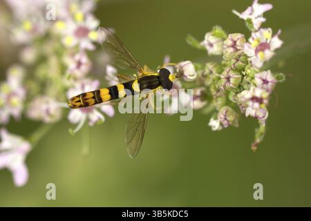 Common Long-bellied Hoverfly (Sphaerophoria scripta Stock Photo