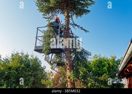 Arborist Trimming Tall Spruce Tree with Chainsaw from Elevated Platform on Clear Sunny Day in Residential Garden Stock Photo