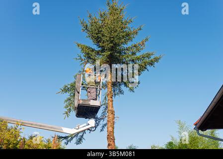 Arborist Trimming Tall Spruce Tree with Chainsaw from Elevated Platform on Clear Sunny Day in Residential Garden Stock Photo