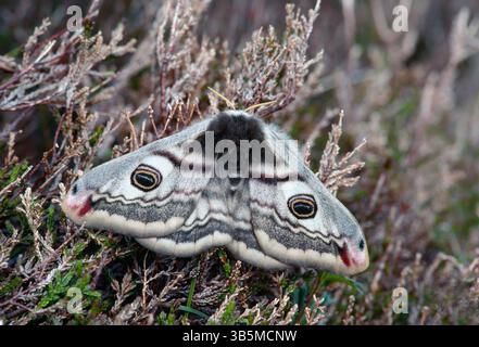 Emperor Moth (Saturnia pavonia) female moth resting on ling heather (Calluna vulgaris), Argyll, Scotland, June Stock Photo