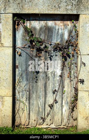 A weathered wooden door stands partially closed, adorned with twisting green vines. Stock Photo