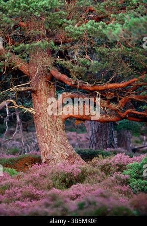 Scots Pine (Pinus sylvestris) mature tree in evening light, Abernethy Forest RSPB Reserve, Cairngorms National Park, August Stock Photo