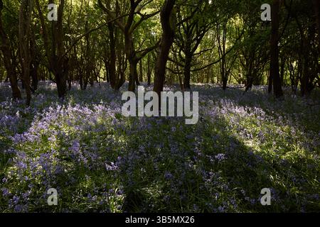 English bluebell woodland in spring with contrasting sunlight and shadows. Stock Photo