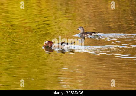 A pair of Mandarin ducks (Aix galericulata) male and female , swimming on a lake with golden yellow reflections. Stock Photo
