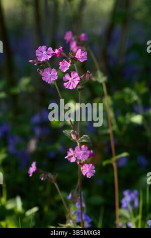 Red Campion flower (Silene dioica) in a pool of sunlight on a woodland floor. Stock Photo