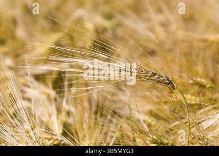 Wheat crop with a bug on it in a field. Ears of golden wheat close up Stock Photo