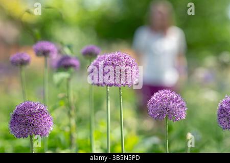 Park Lane - Pollinator Landscape, Liverpool - Designed by Flavia ...