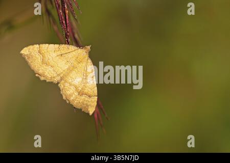 Yellow Shell Name Yellow Shell leafhopper (Camptogramma bilineata Stock Photo - Alamy