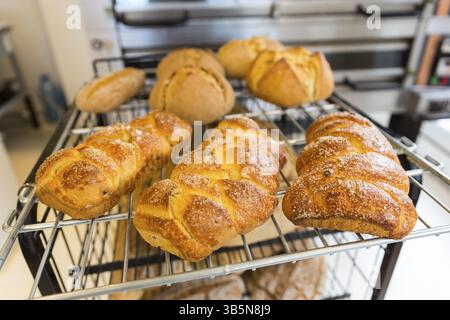 Loaf of braided sweet Easter breads on a shelf in a small family bakery. Powdered with sugar. Made with leaven and spelt. Gluten free Stock Photo