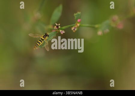 Common long-bellied hoverfly (Sphaerophoria scripta) Stock Photo