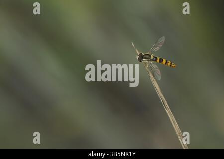 Common long-bellied hoverfly (Sphaerophoria scripta) Stock Photo