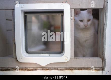 Next to a pet door, a white cat peeks out through a mosquito net. A white folding pet door is installed on a balcony door. Stock Photo