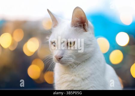 A close-up of a white cat. A cat has a difference in coloration of the eyes, also known as heterochromia iridum. Stock Photo